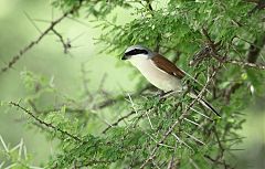 Red-backed Shrike